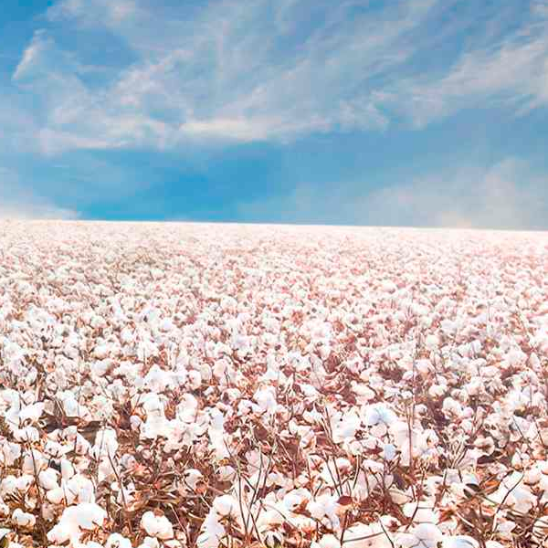 Algodão